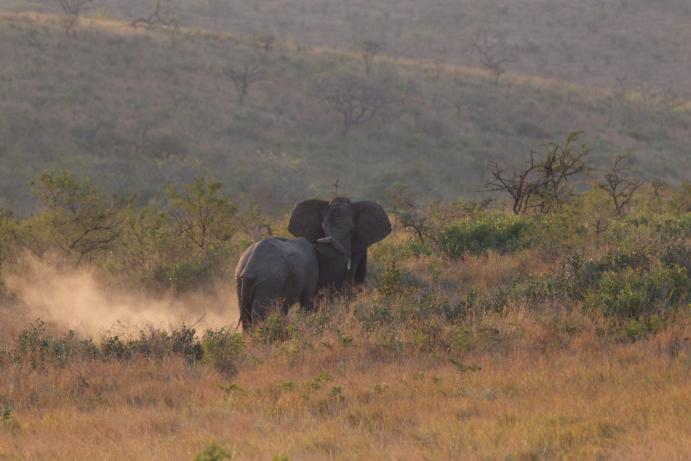Elephants Hluhluwe.jpg